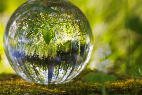 La Natura che si specchia in una goccia d'acqua